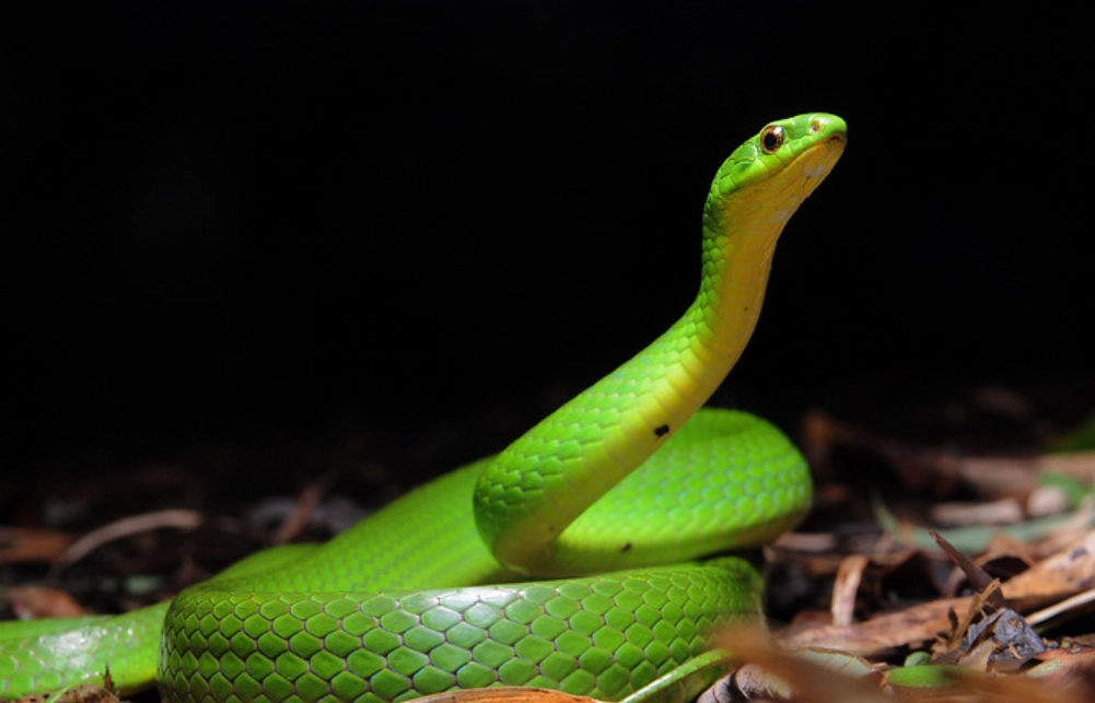 夢見蛇的意義 夢見蛇的意義