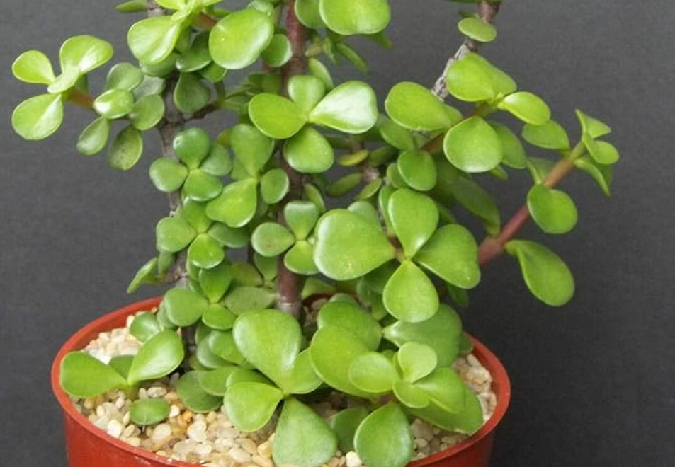 玉樹澆水 玉樹澆水