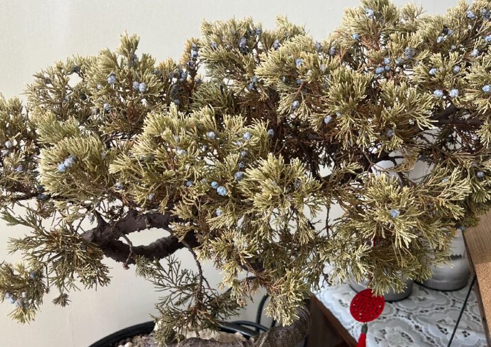 柏樹救活方法 柏樹救活方法