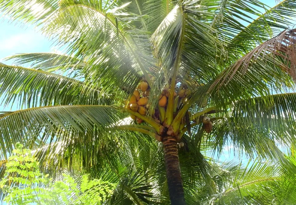 椰樹 葉脈 椰樹 葉脈