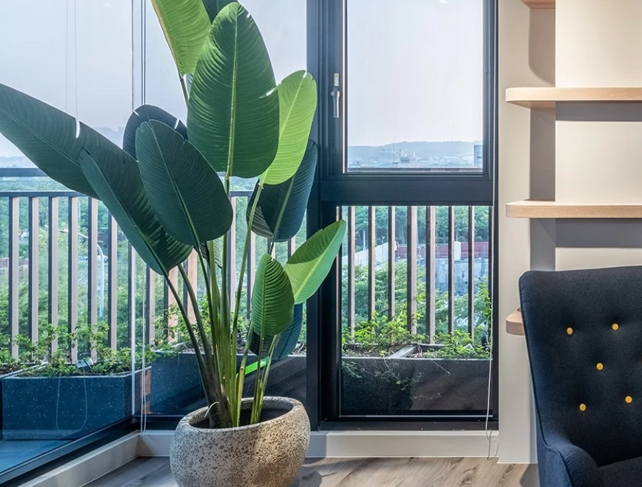 天堂鳥 澆水 天堂鳥 澆水