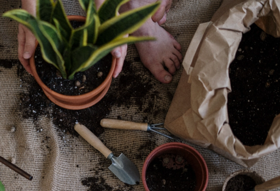 植物換盆步驟 植物換盆步驟