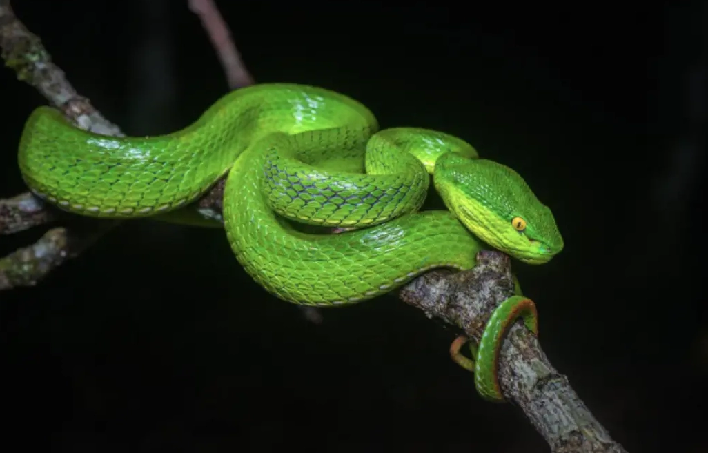 夢見蛇的意義 夢見蛇的意義