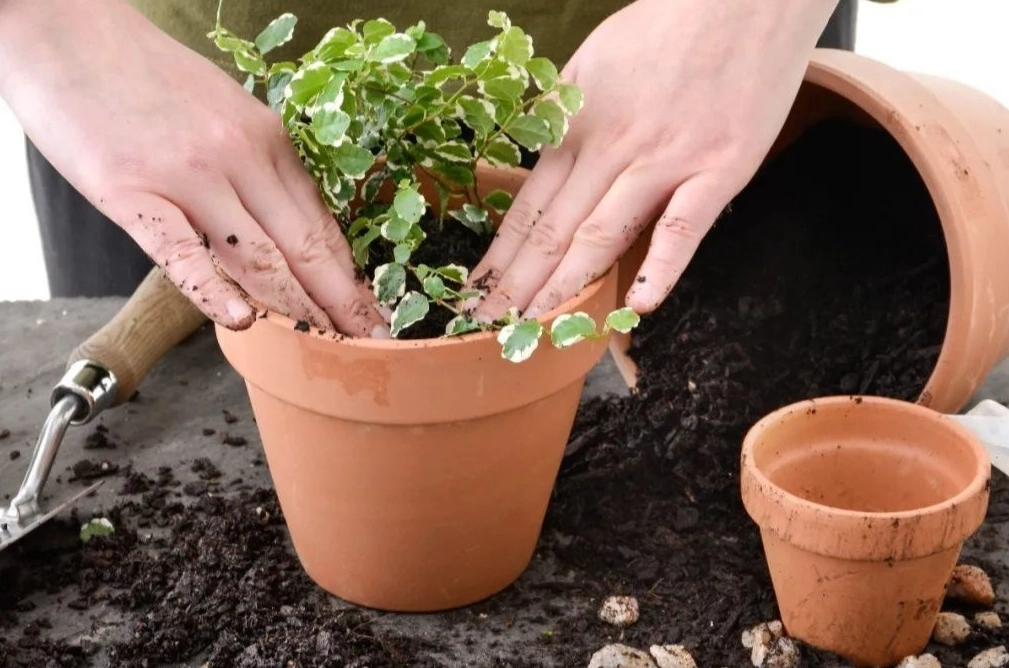 植物換盆時機 植物換盆時機