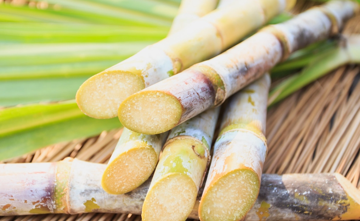 甘蔗 是主根還是須根