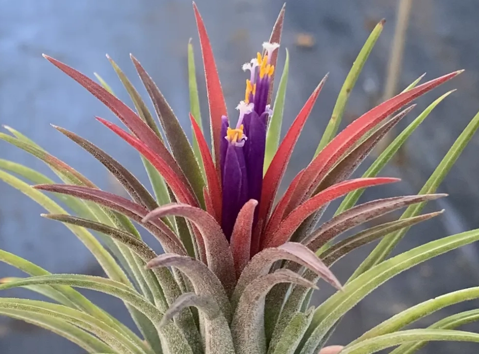 空氣鳳梨開花後處理