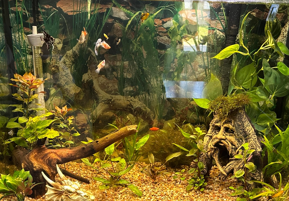 魚不見了怎麼辦