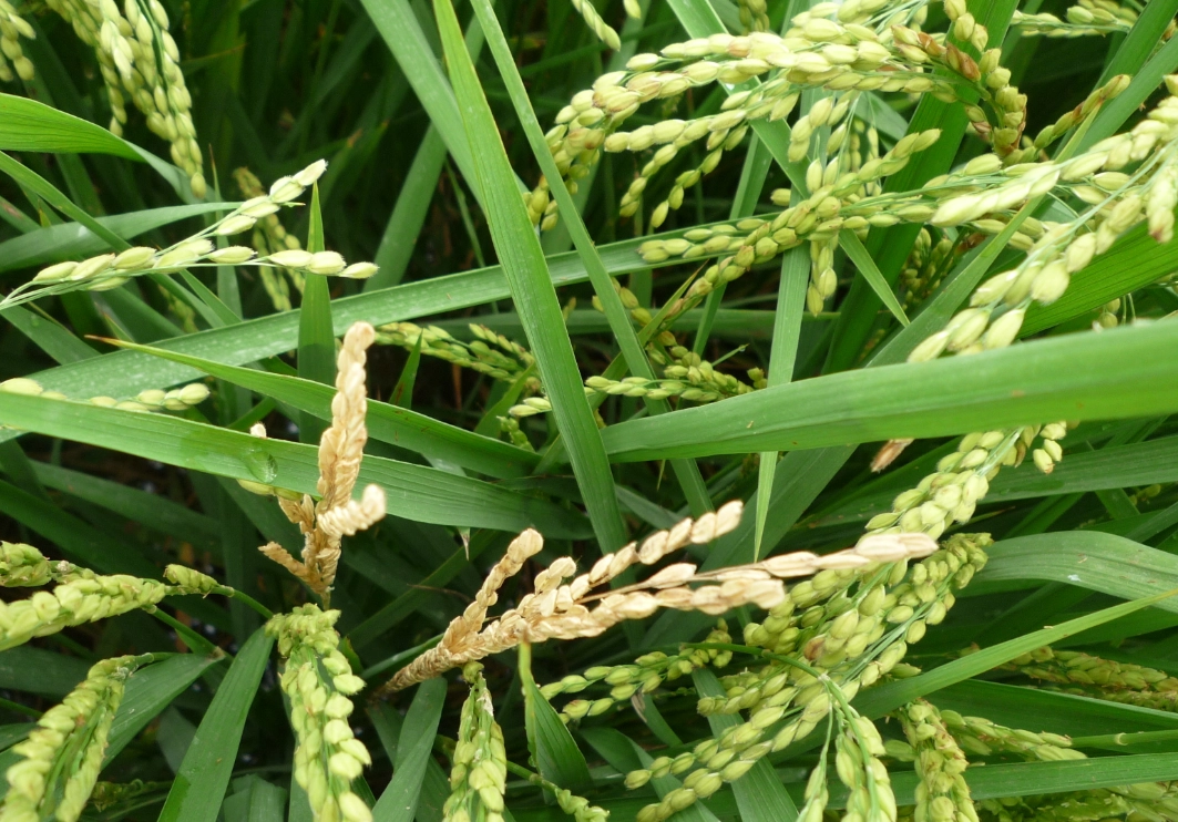 水稻栽培管理 水稻栽培管理