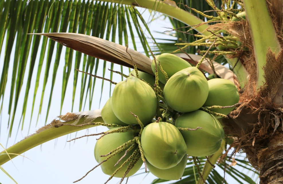 椰樹 葉脈 椰樹 葉脈