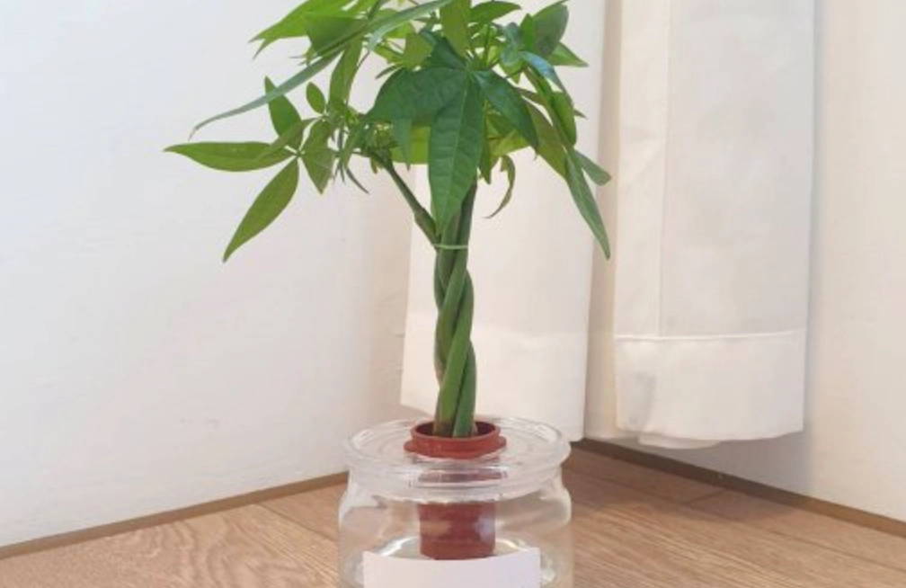 水耕 發財樹 方法