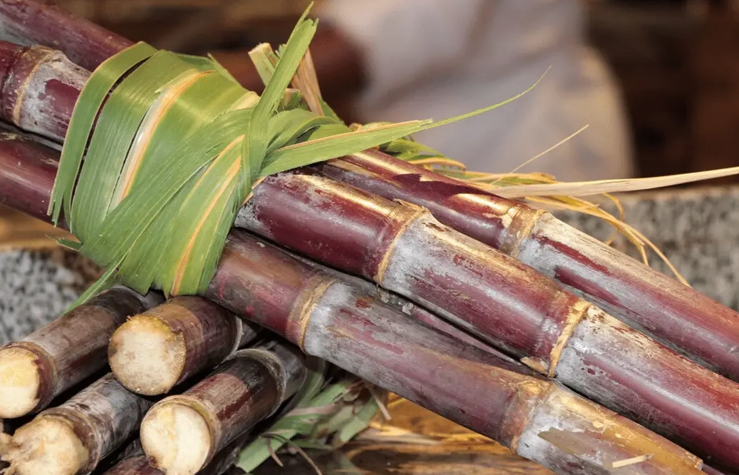 甘蔗 種植 根系管理