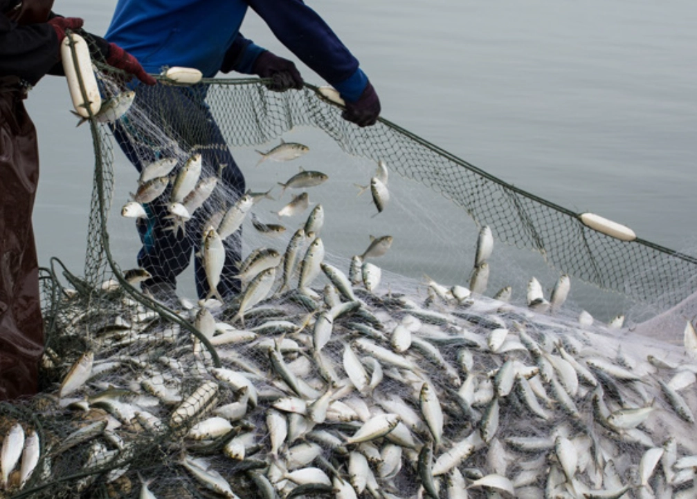夢見捕魚 夢見捕魚