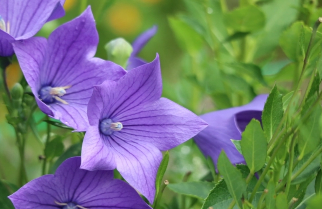 貓咪 中毒 植物