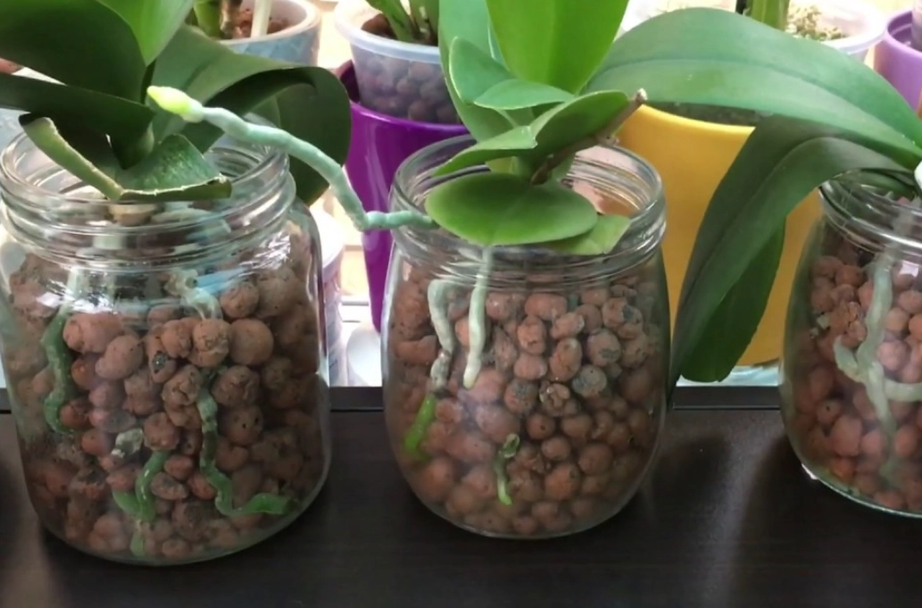 半水培方法 半水培方法