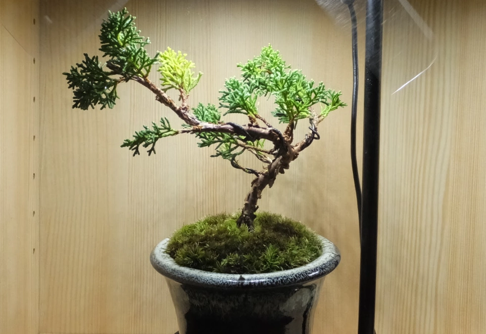 真柏照顧方法 真柏照顧方法