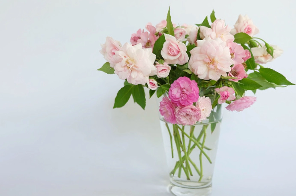 鮮花保鮮劑怎麼用