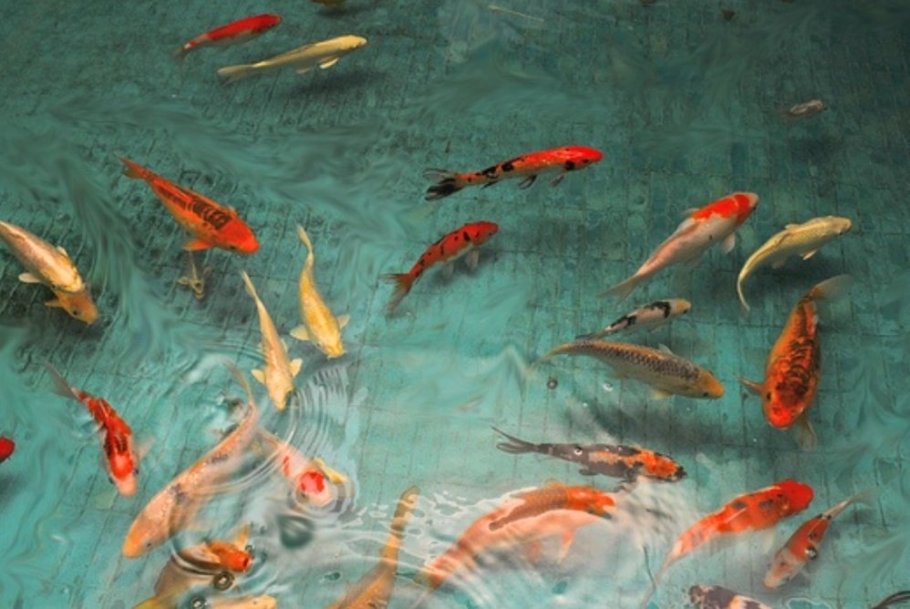 魚夢境解析 魚夢境解析