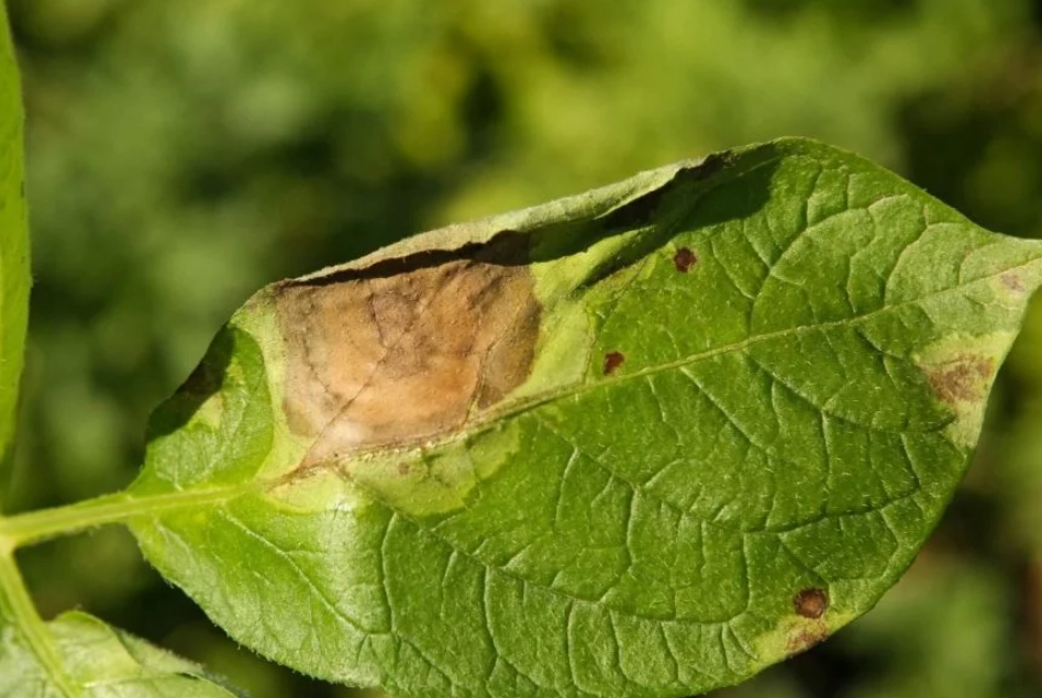 晚疫病防治方法