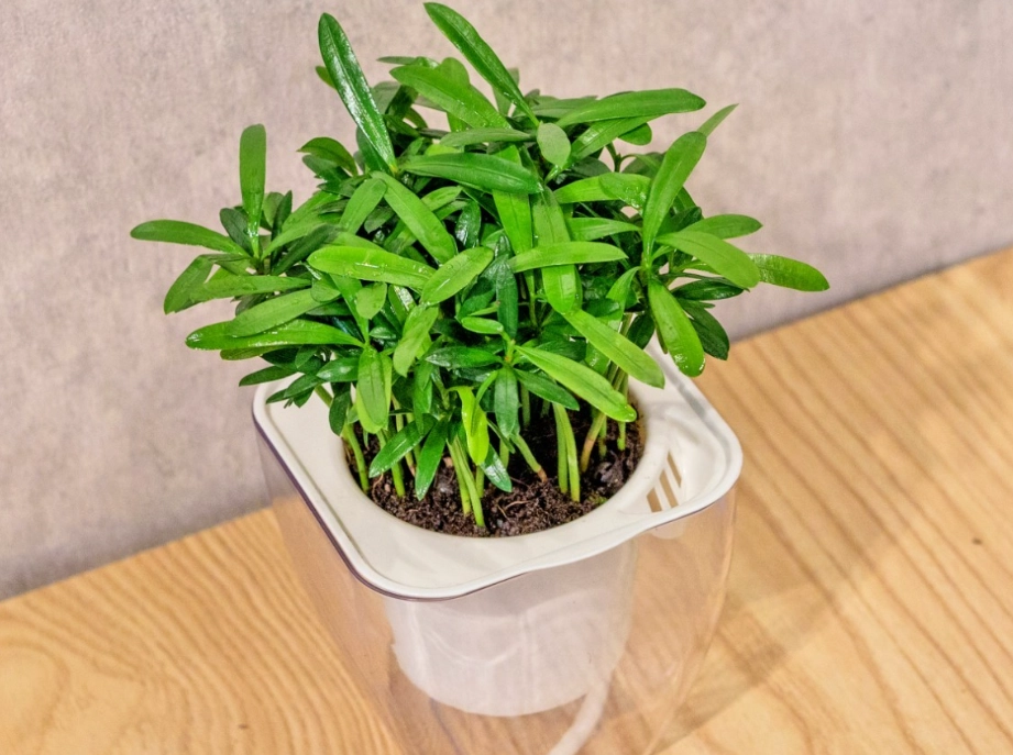 小葉羅漢松修剪