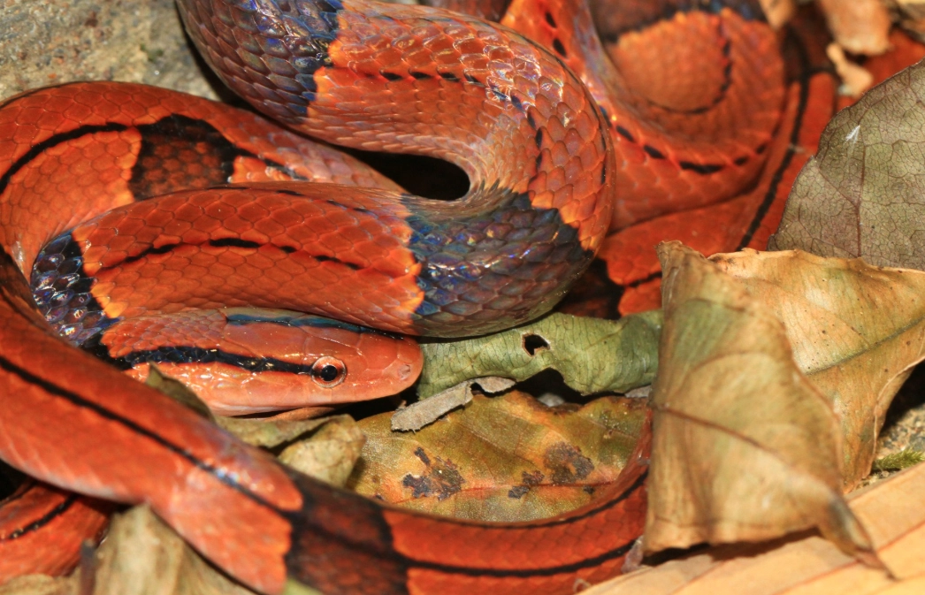 夢到紅蛇咬手 夢到紅蛇咬手
