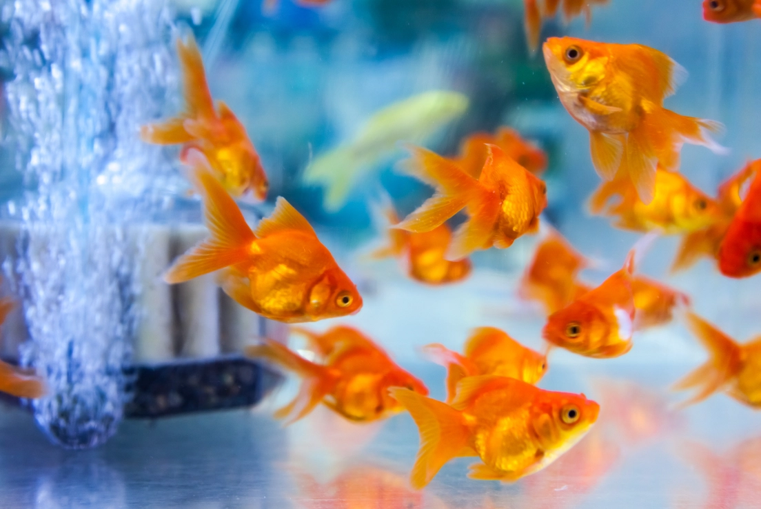 夢見魚缸很多金魚 意思