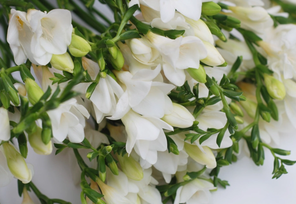 小蒼蘭種植技巧 小蒼蘭種植技巧