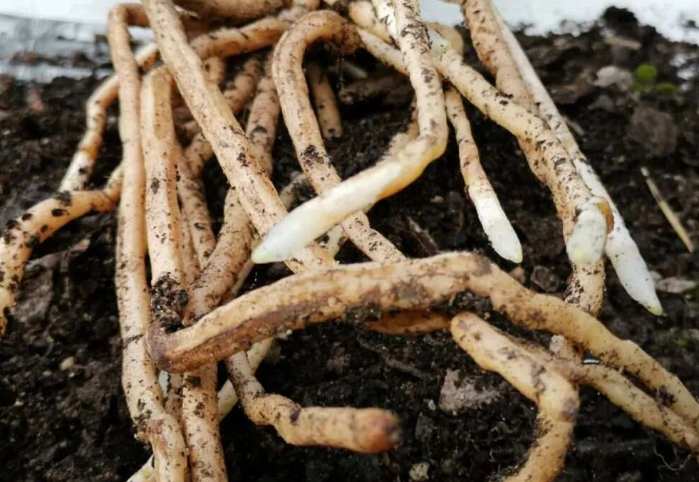 蘭花用土 蘭花用土