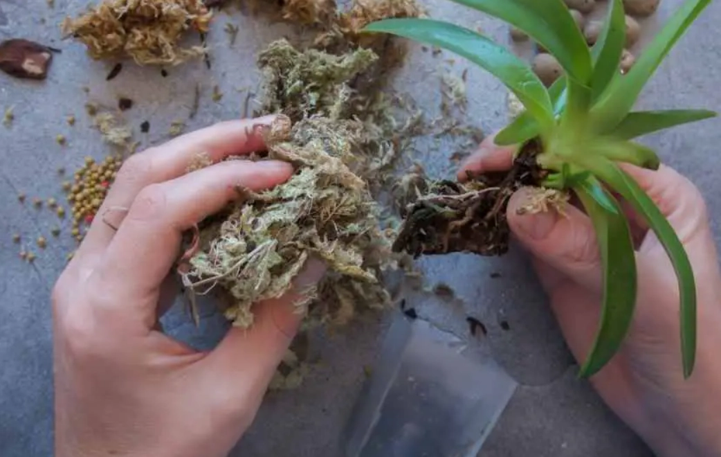 水苔更換方法 水苔更換方法