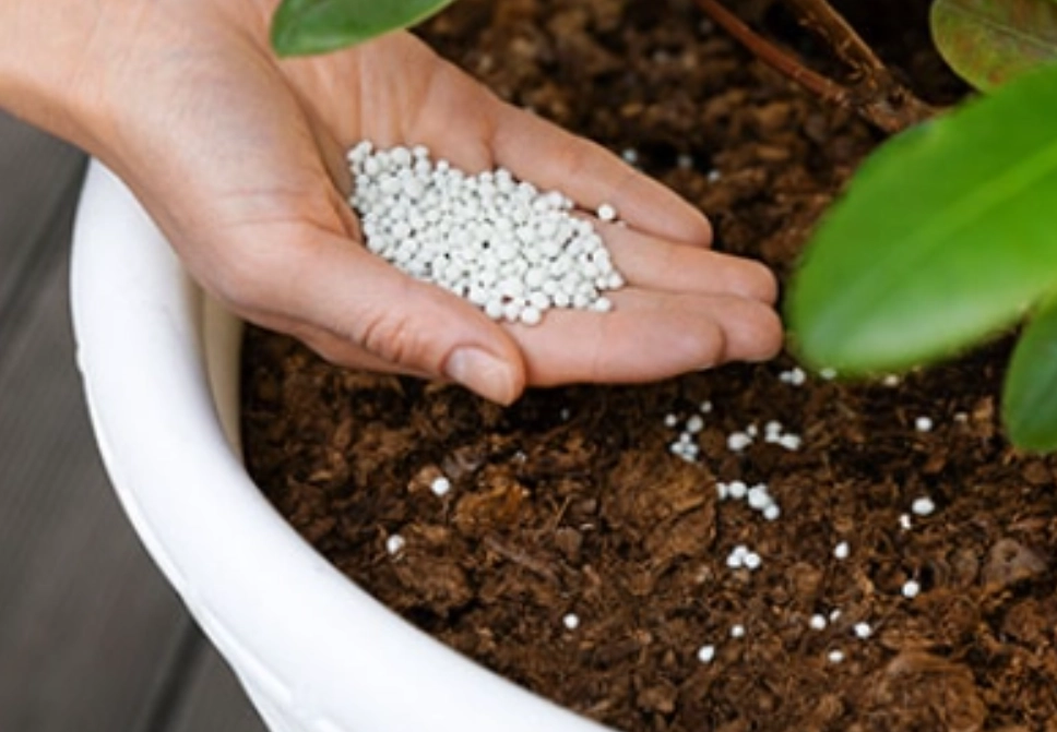 蘭花肥料挑選