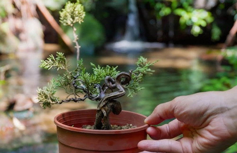 柏樹修剪時機 柏樹修剪時機