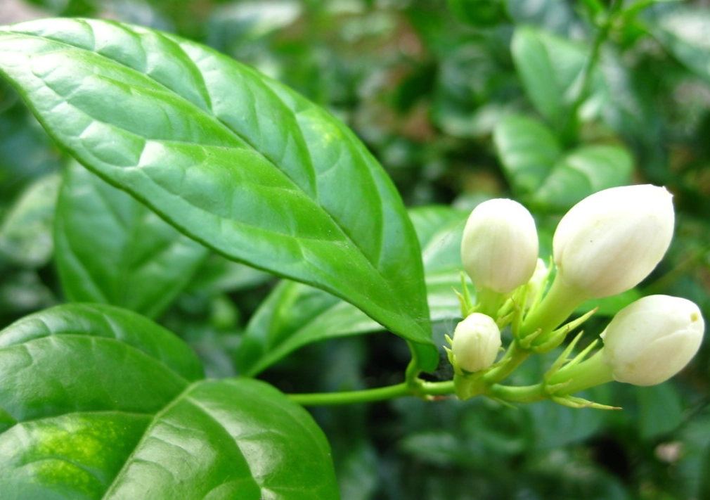 茉莉花 貓 有毒