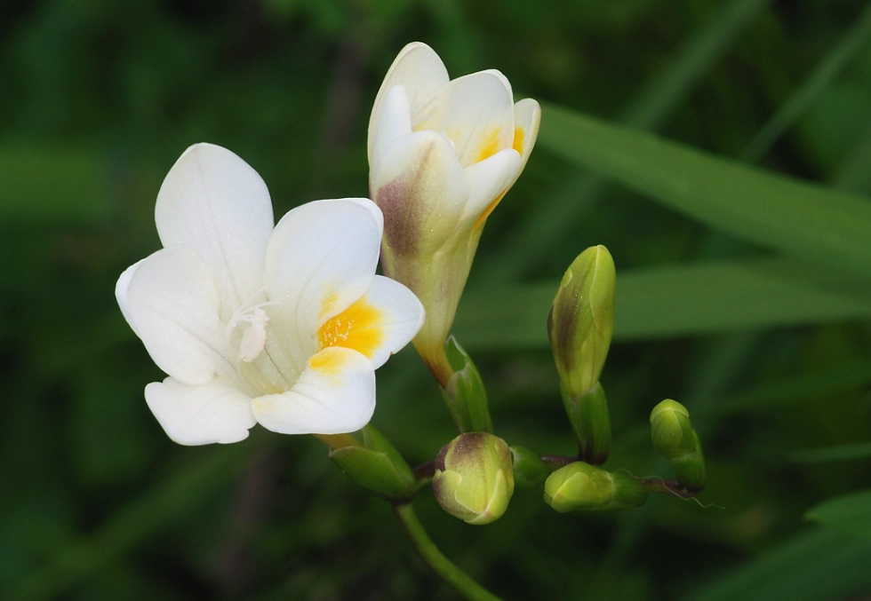小蒼蘭花語寓意 小蒼蘭花語寓意