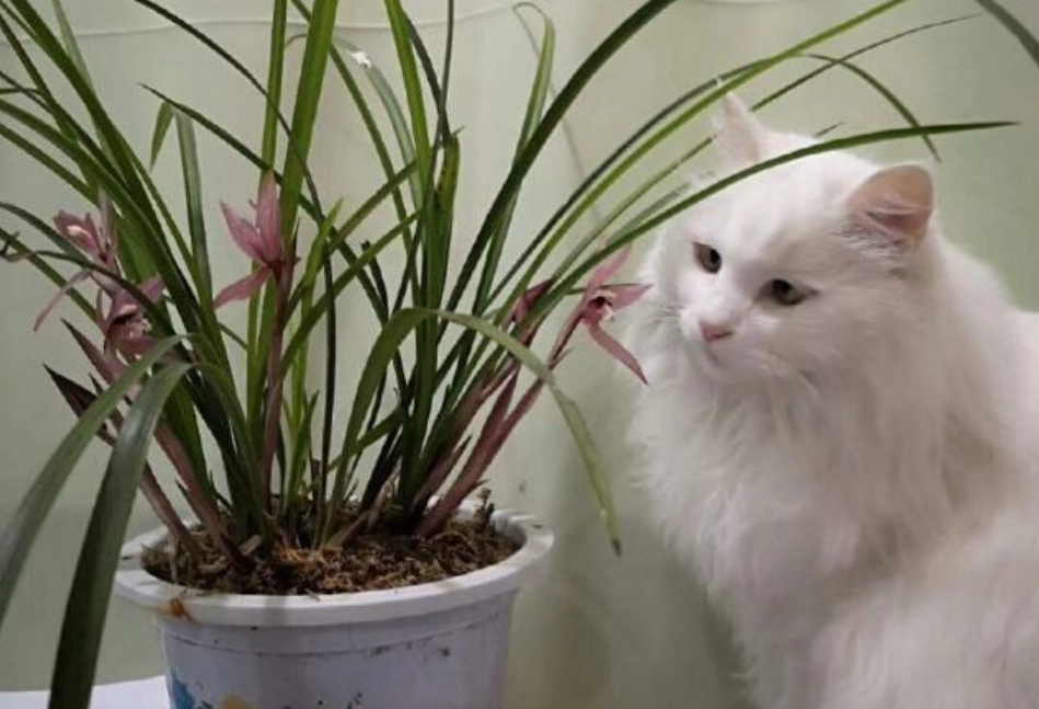 貓咪聞蘭花
