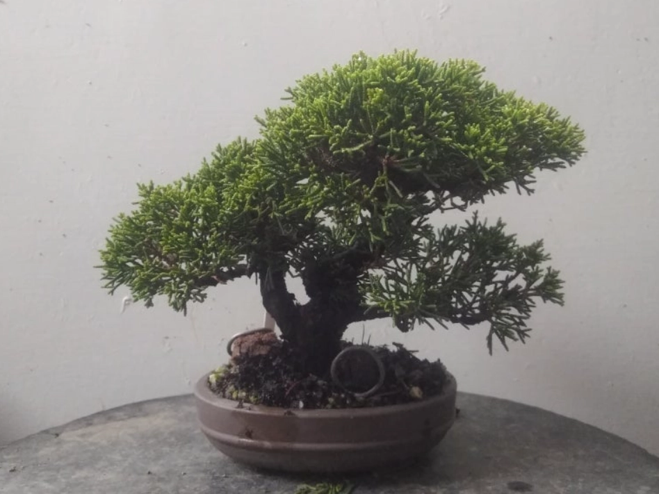 真柏肥料使用 真柏肥料使用