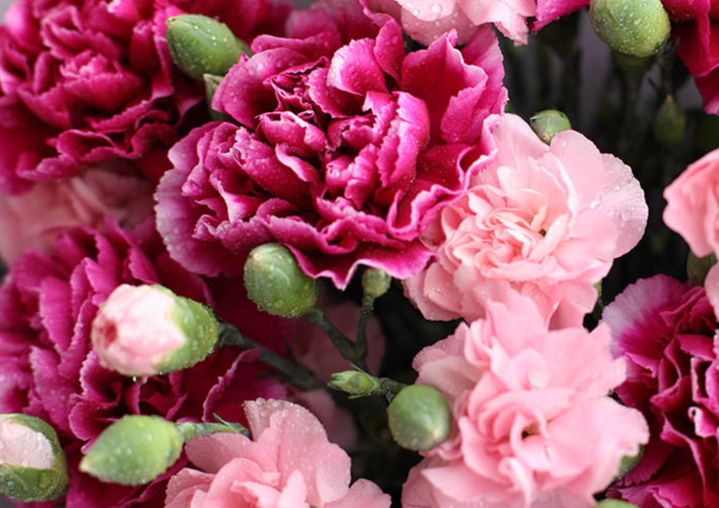 康乃馨對貓有毒