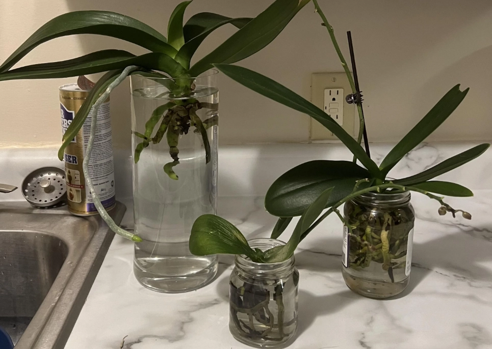 蘭花養護技巧 蘭花養護技巧