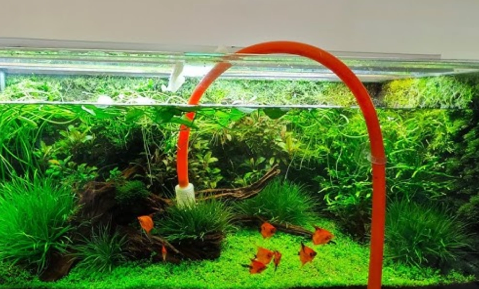 魚缸換水 夢境解析