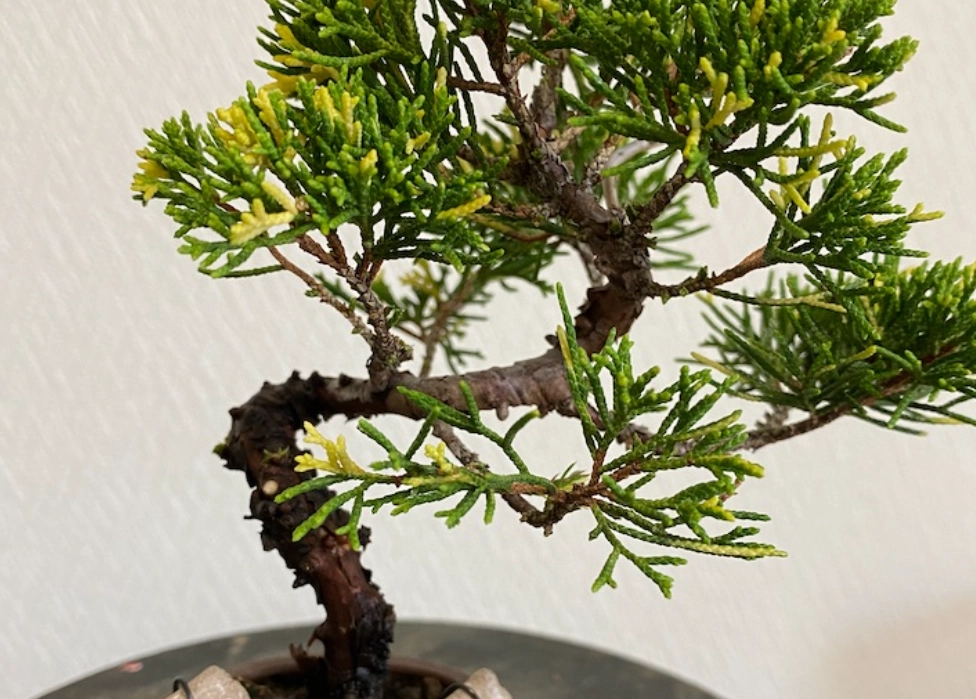 真柏照顧方法 真柏照顧方法