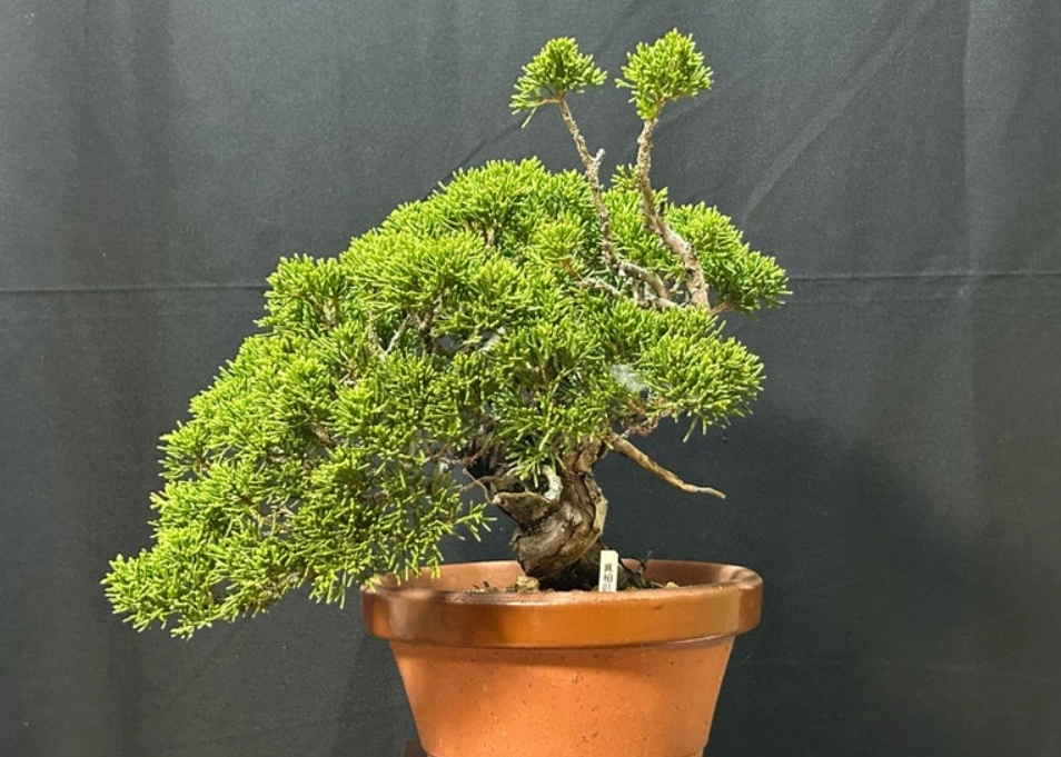 真柏肥料使用 真柏肥料使用