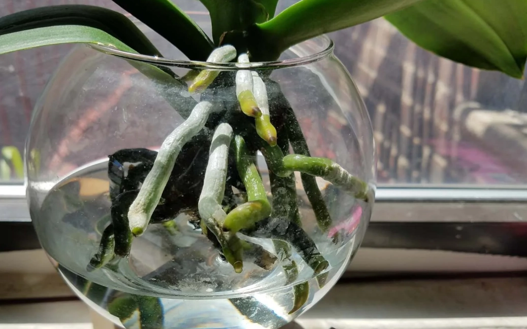 蘭花養護技巧 蘭花養護技巧