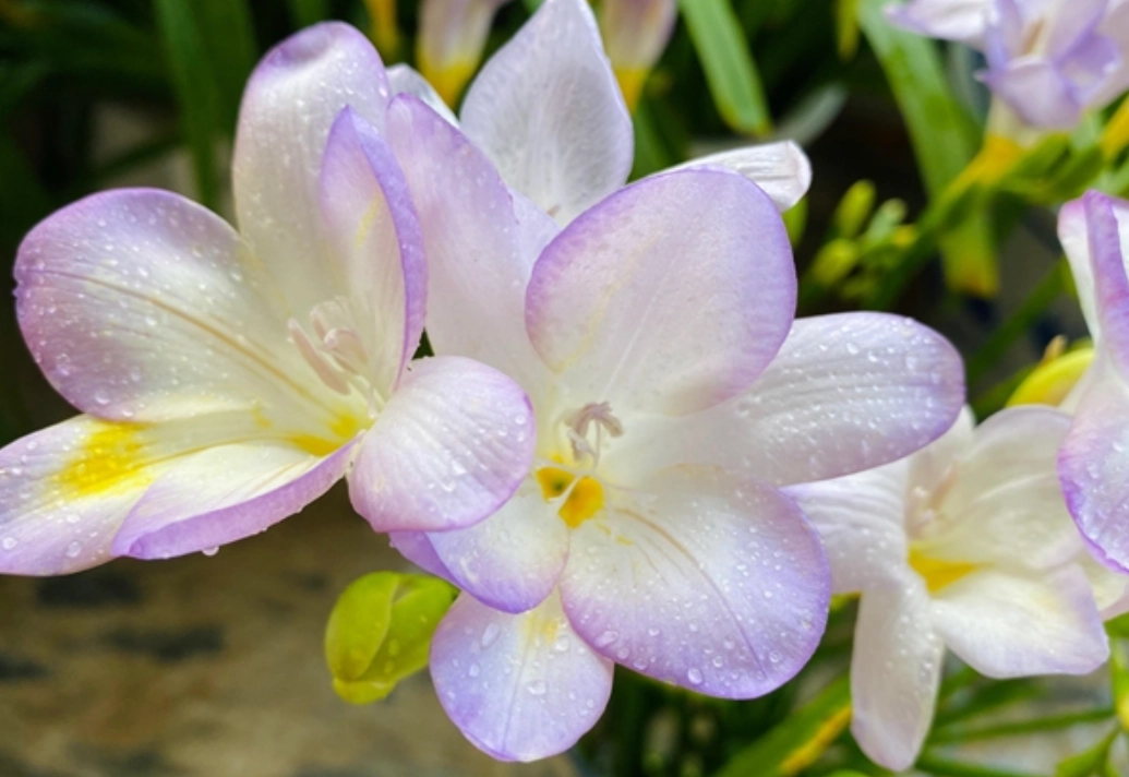 小蒼蘭種植技巧 小蒼蘭種植技巧