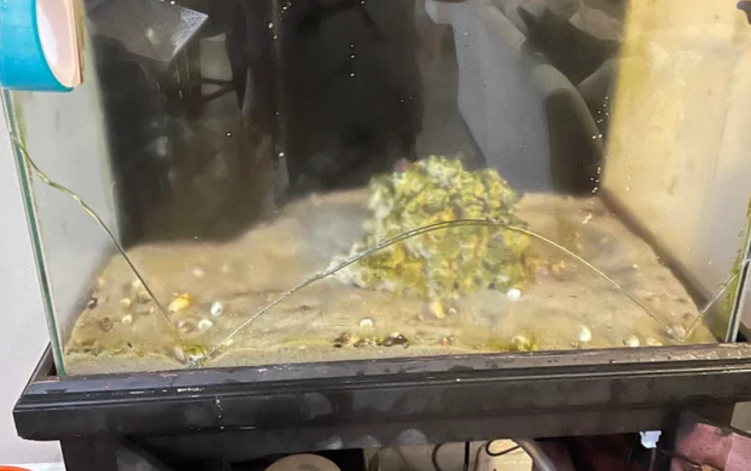 魚缸破掉夢境解析