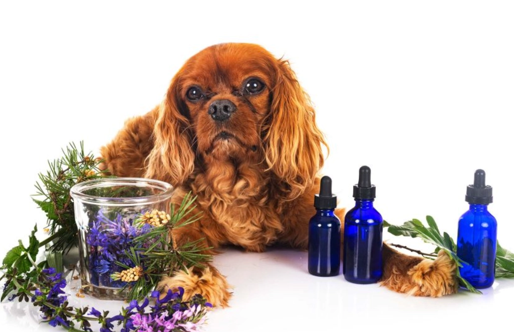 狗狗 薰衣草 精油