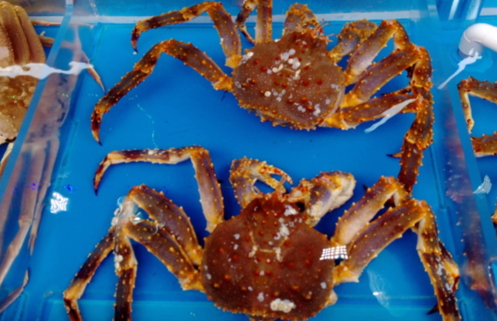 帝王蟹價格 帝王蟹價格