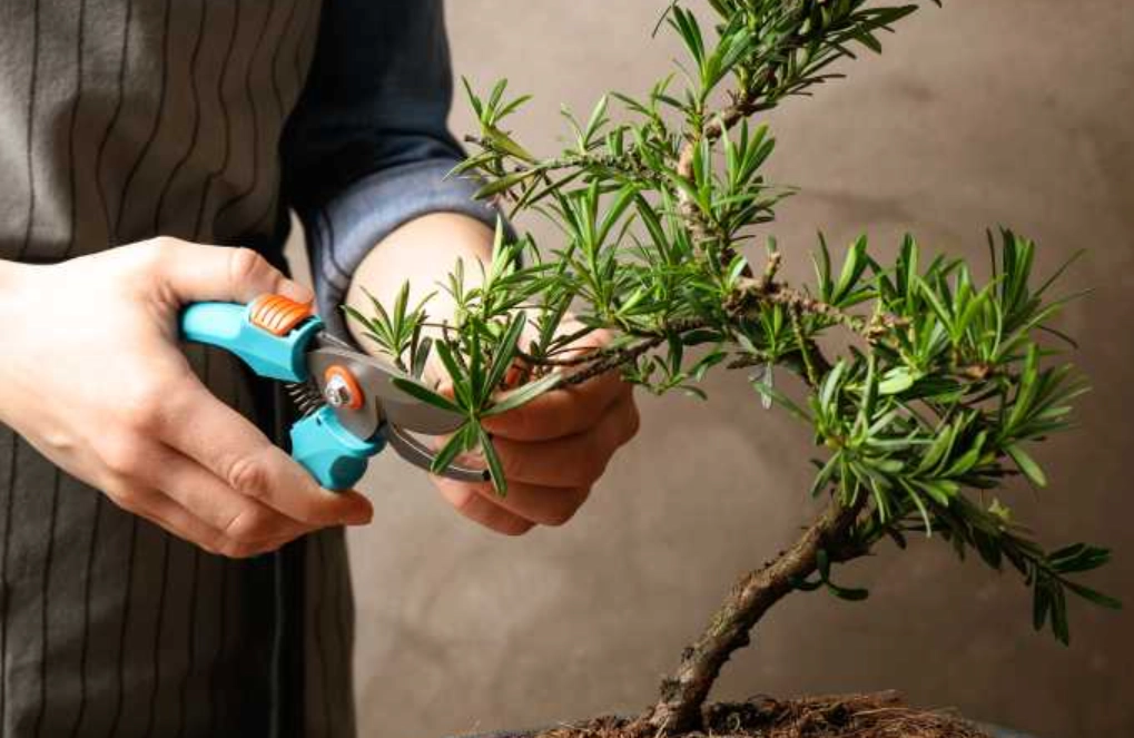 真柏造型技巧 真柏造型技巧