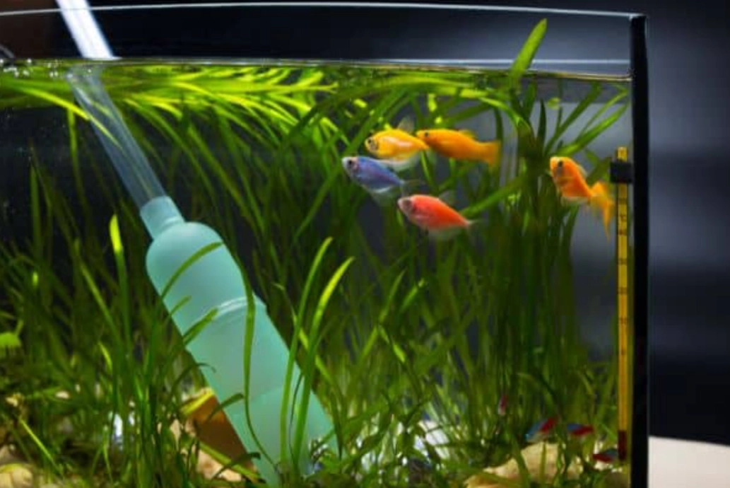 夢到魚缸換水 周公解夢