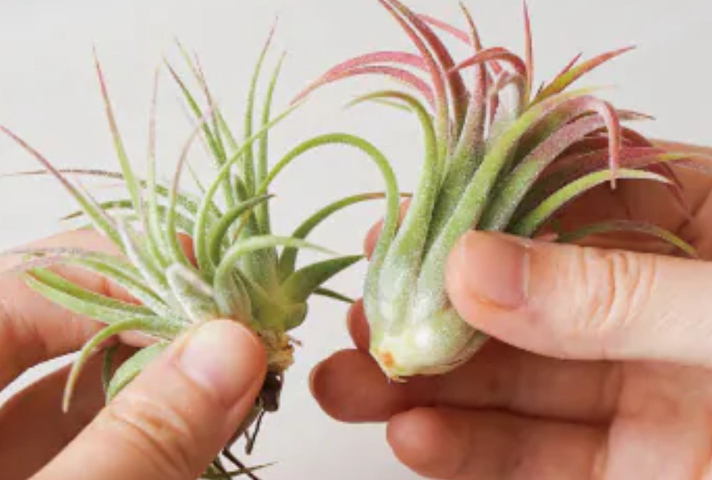 鳳梨花照顧指南