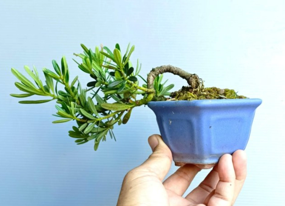 羅漢松盆栽養護