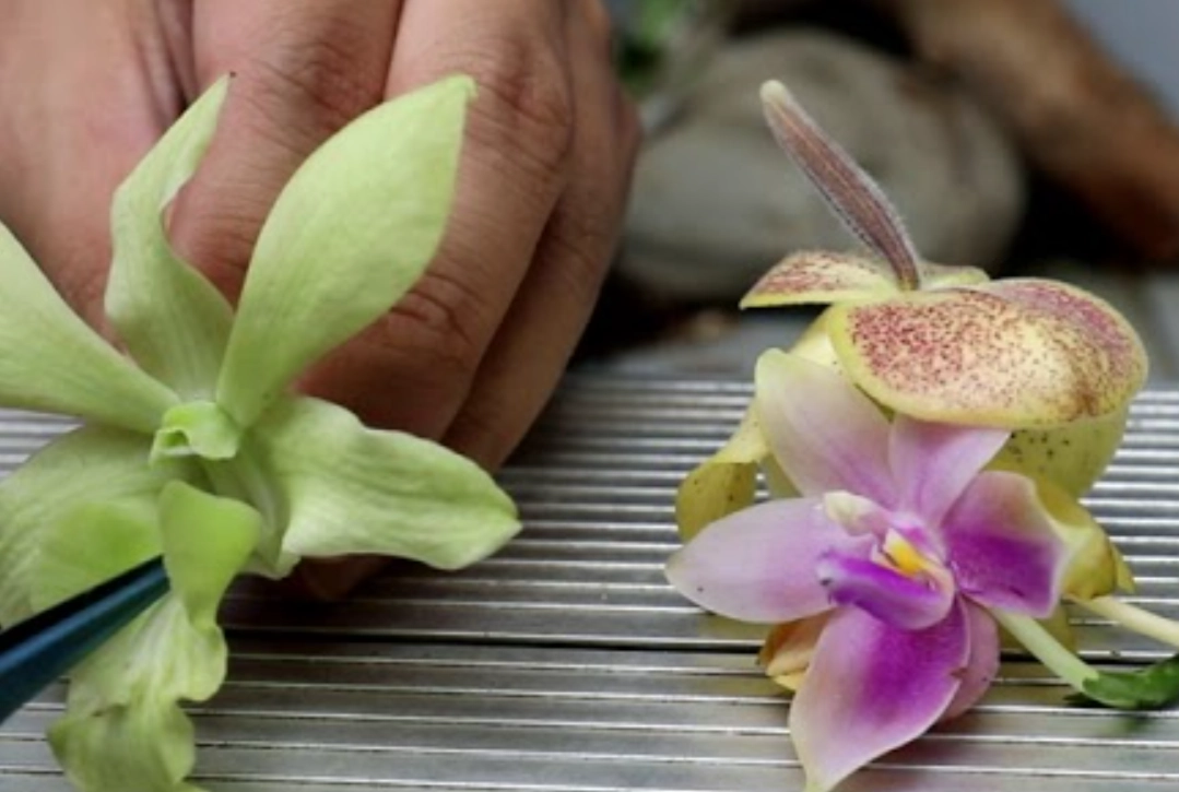 蘭花人工授粉