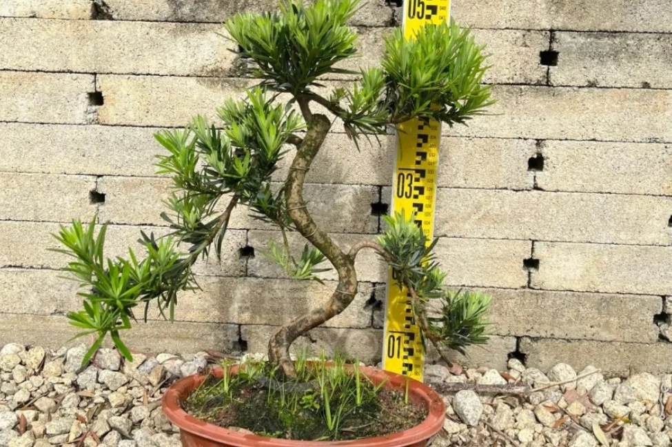 小葉羅漢松修剪